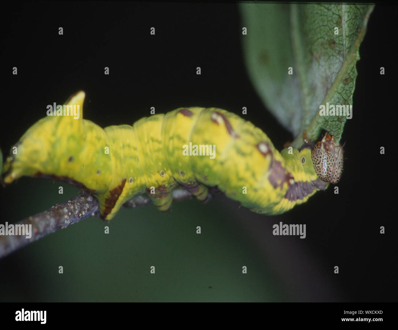Caterpillar sulla lamina mentre mangia Foto Stock
