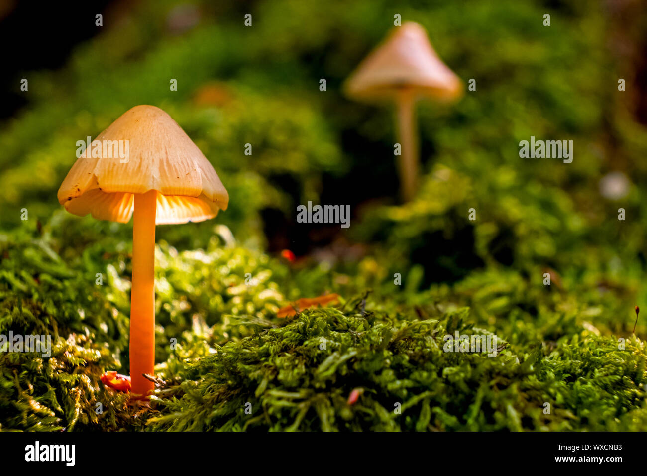 Close-up di funghi sul suolo della foresta Foto Stock