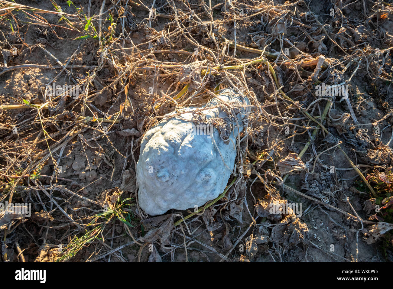 Tipico campo di zucca Foto Stock
