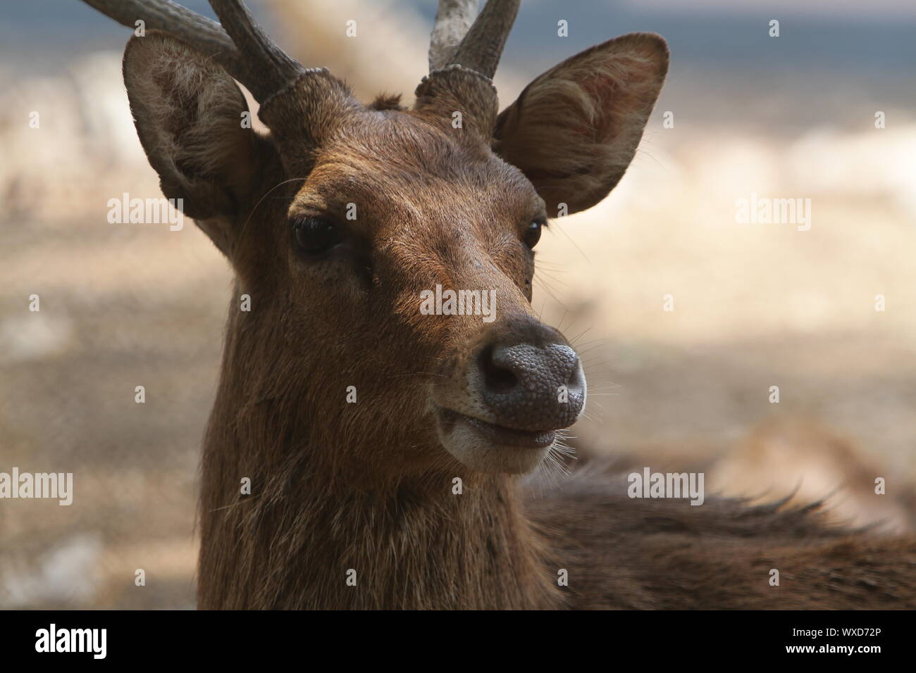 Viso carino Foto Stock