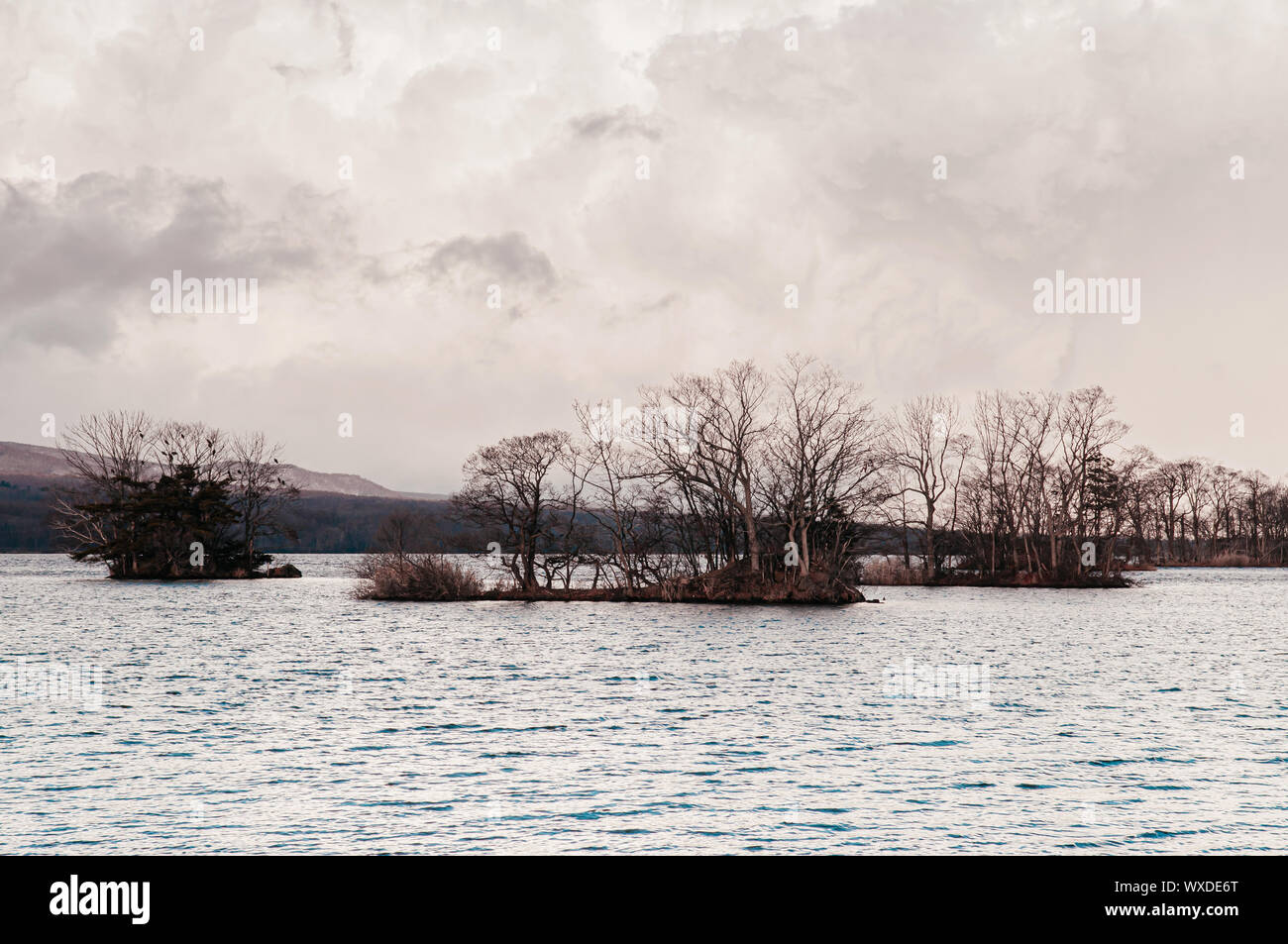 Onuma Koen Quasi - Parco Nazionale di lago e albero sfrondato sulla piccola isola nel Pacifico inverno freddo. Hakodate, Hokkaido - Giappone. Foto Stock