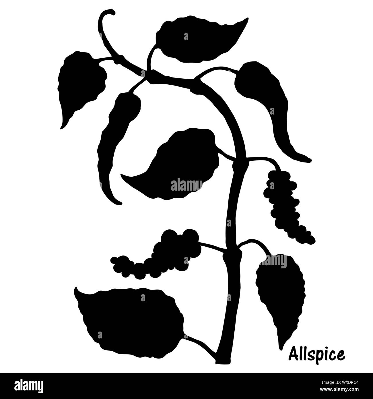 Silhouette di vettore di pepe nero in pianta con le foglie e i grani di pepe, isolati su sfondo bianco. Botanici disegnati a mano illustrazione dello stile. Al naturale Illustrazione Vettoriale