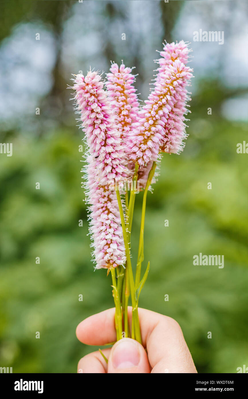 Fiori di unione bistort, Bistorta officinalis, Foto Stock