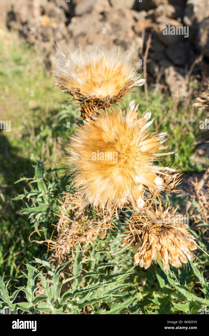 Close-up di un appassiti thistle nel paese collinare dell'isola di La Gomera Foto Stock