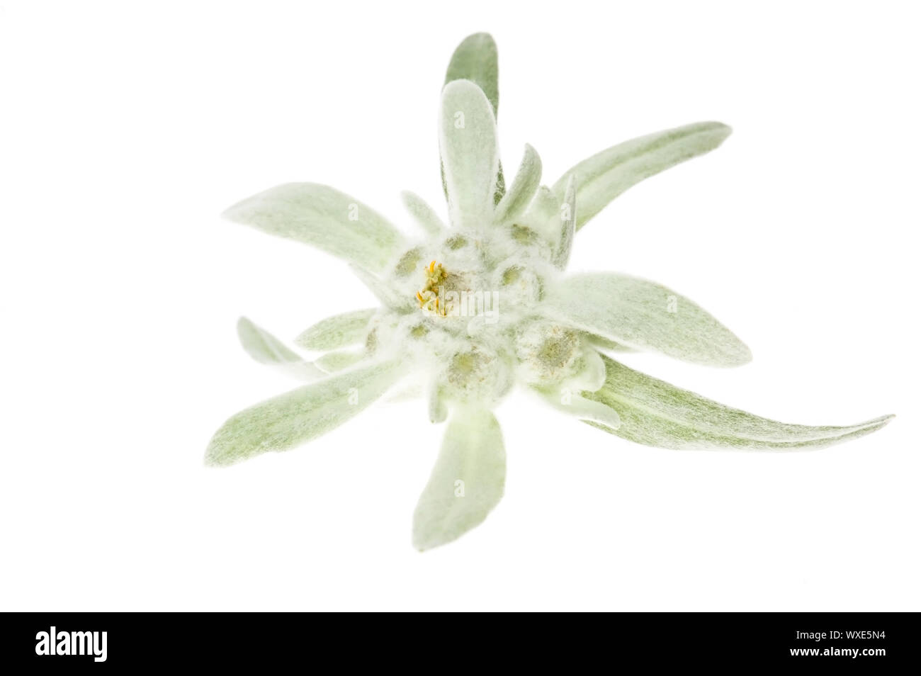 Fiore bianco. edelweiss Foto Stock