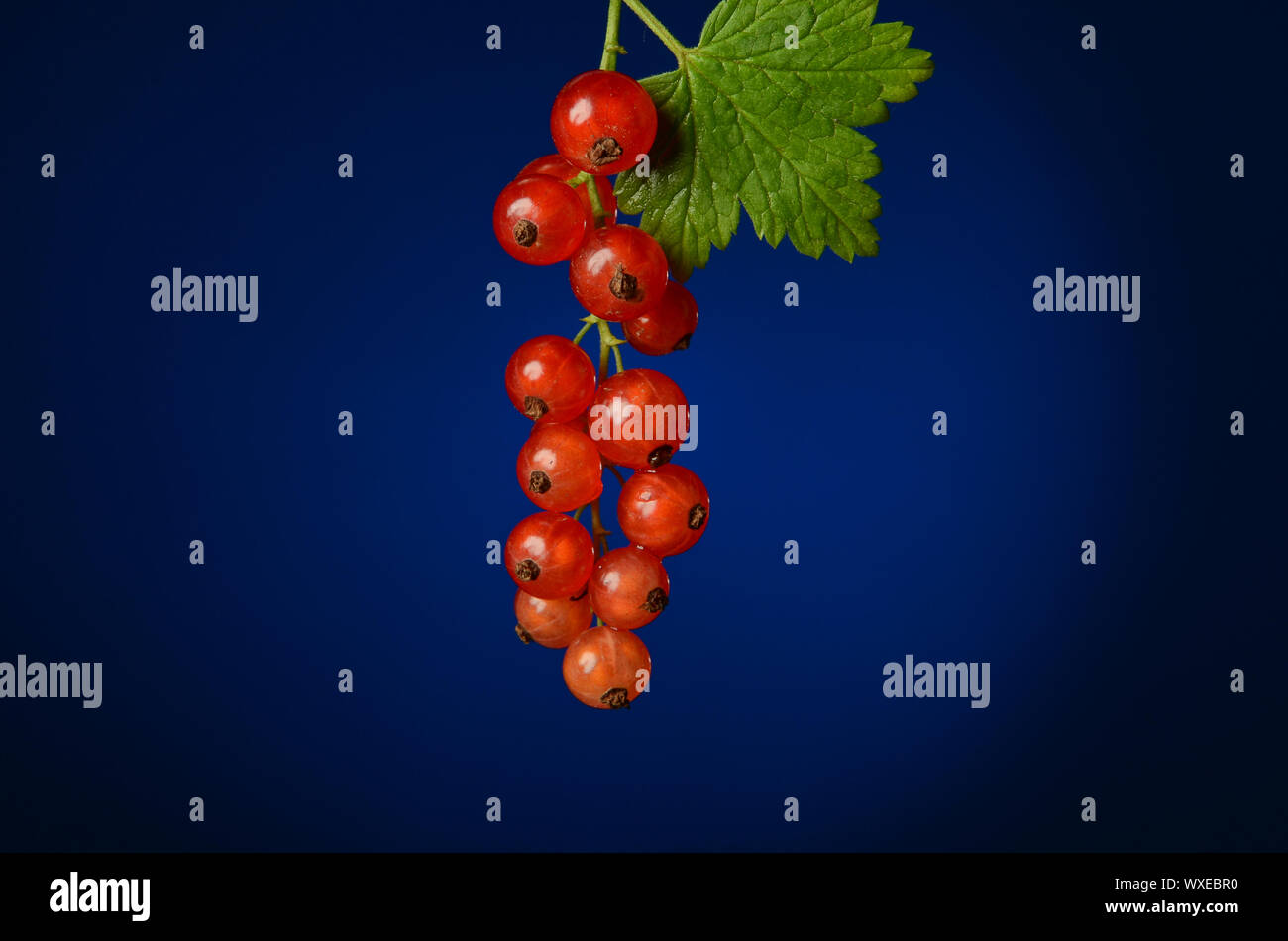 Succoso ribes rosso bacche con foglia verde su sfondo blu Foto Stock