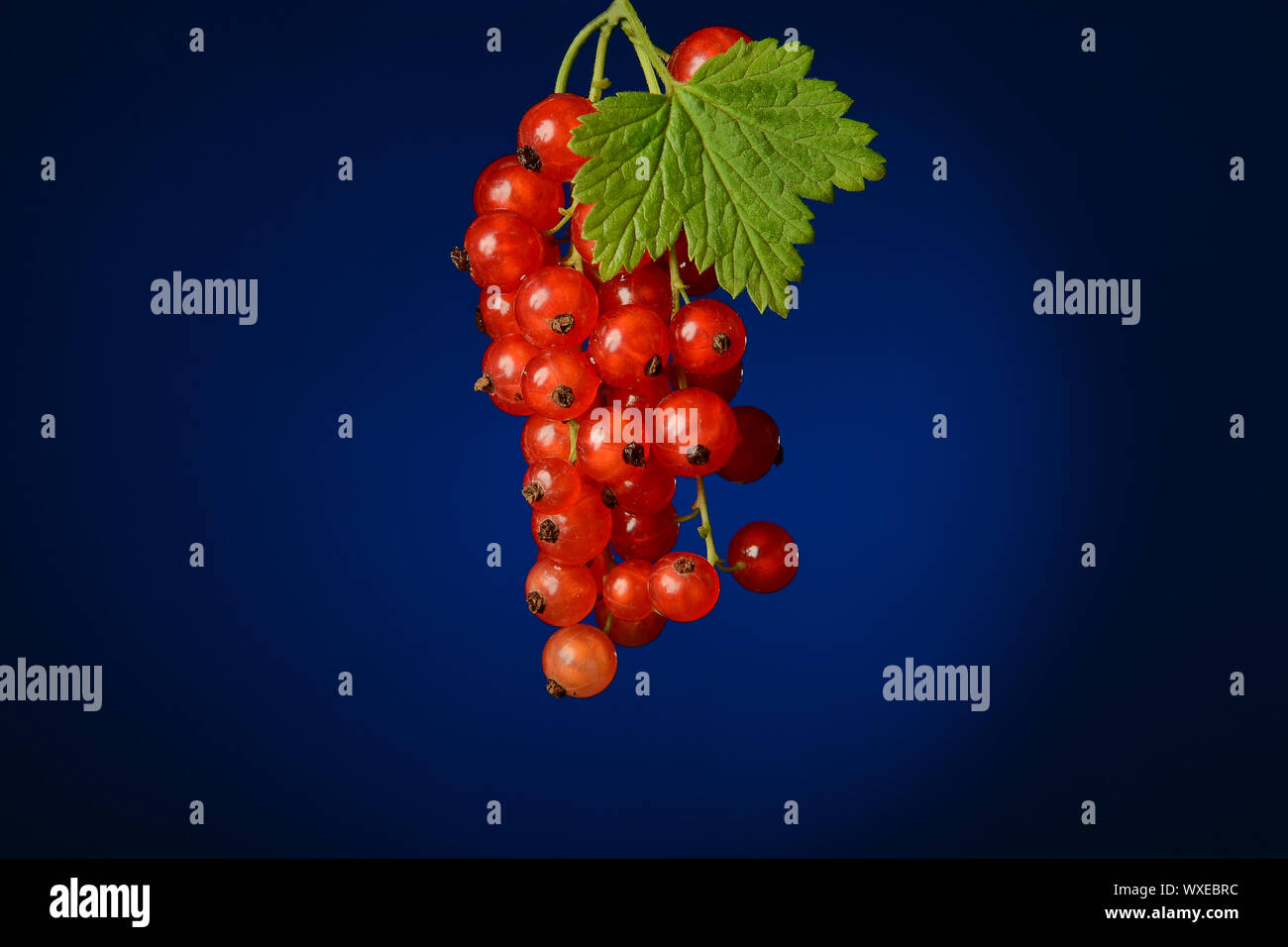 Succoso ribes rosso bacche con foglia verde su sfondo blu Foto Stock