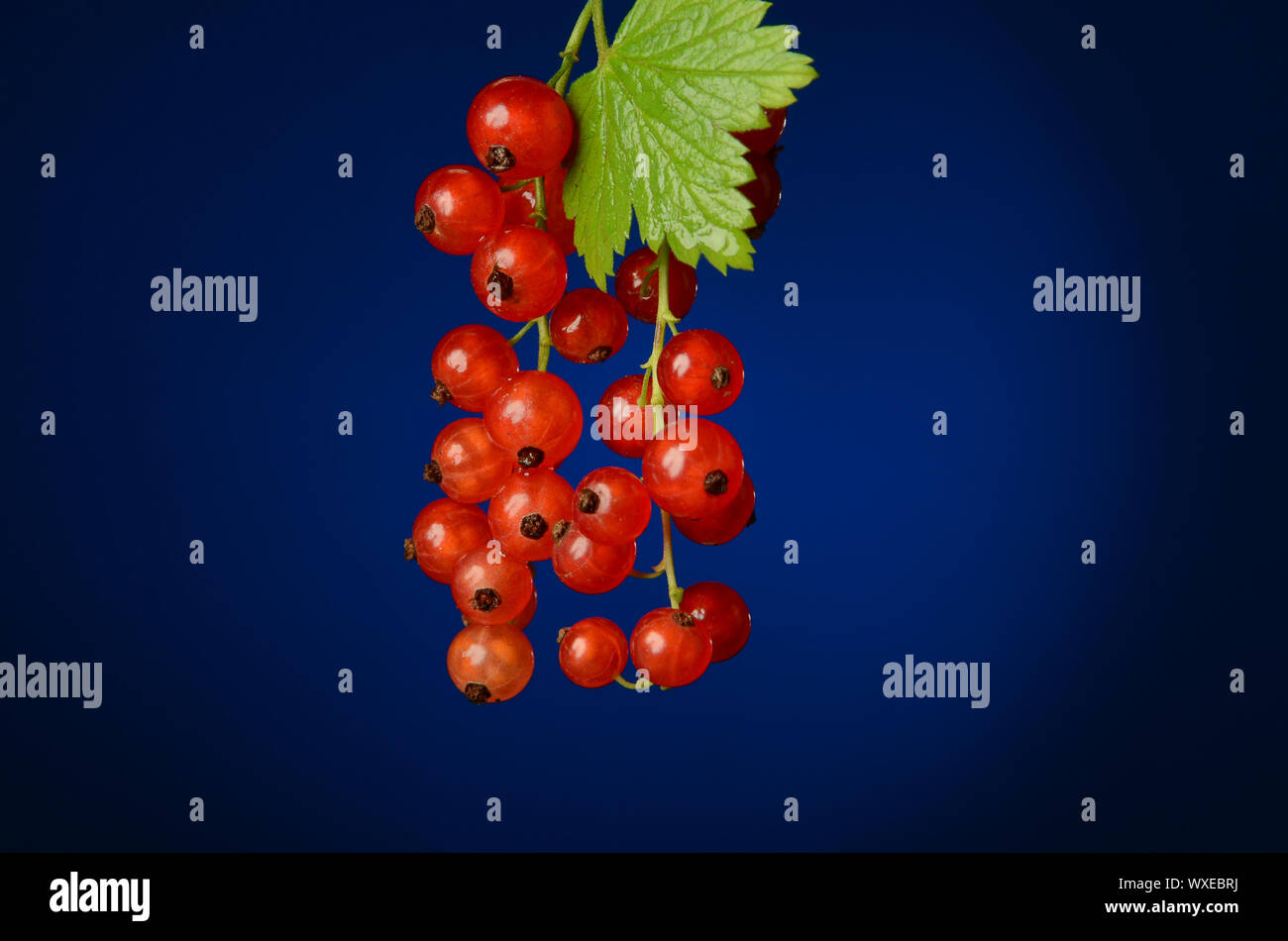 Succoso ribes rosso bacche con foglia verde su sfondo blu Foto Stock