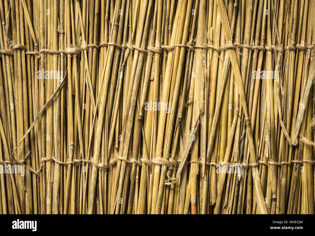 Altamente dettagliato sfondo di bambù. Perfetta consistenza naturale. Foto Stock