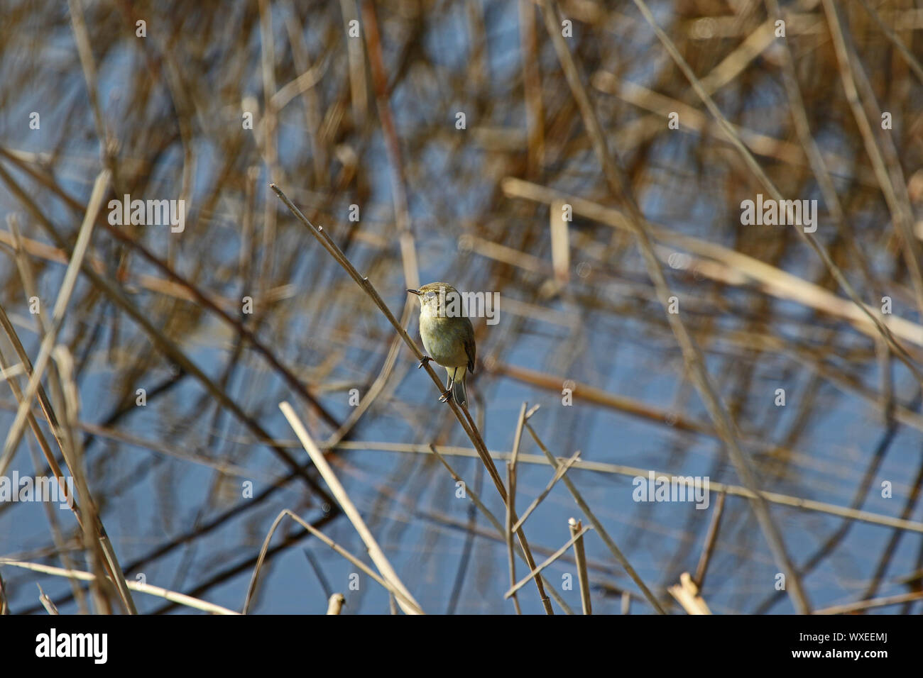 Piccolo chiffchaff latino phylloscopus collybita un tipo di foglia trillo seduto su una canna in una riserva naturale in Italia Foto Stock