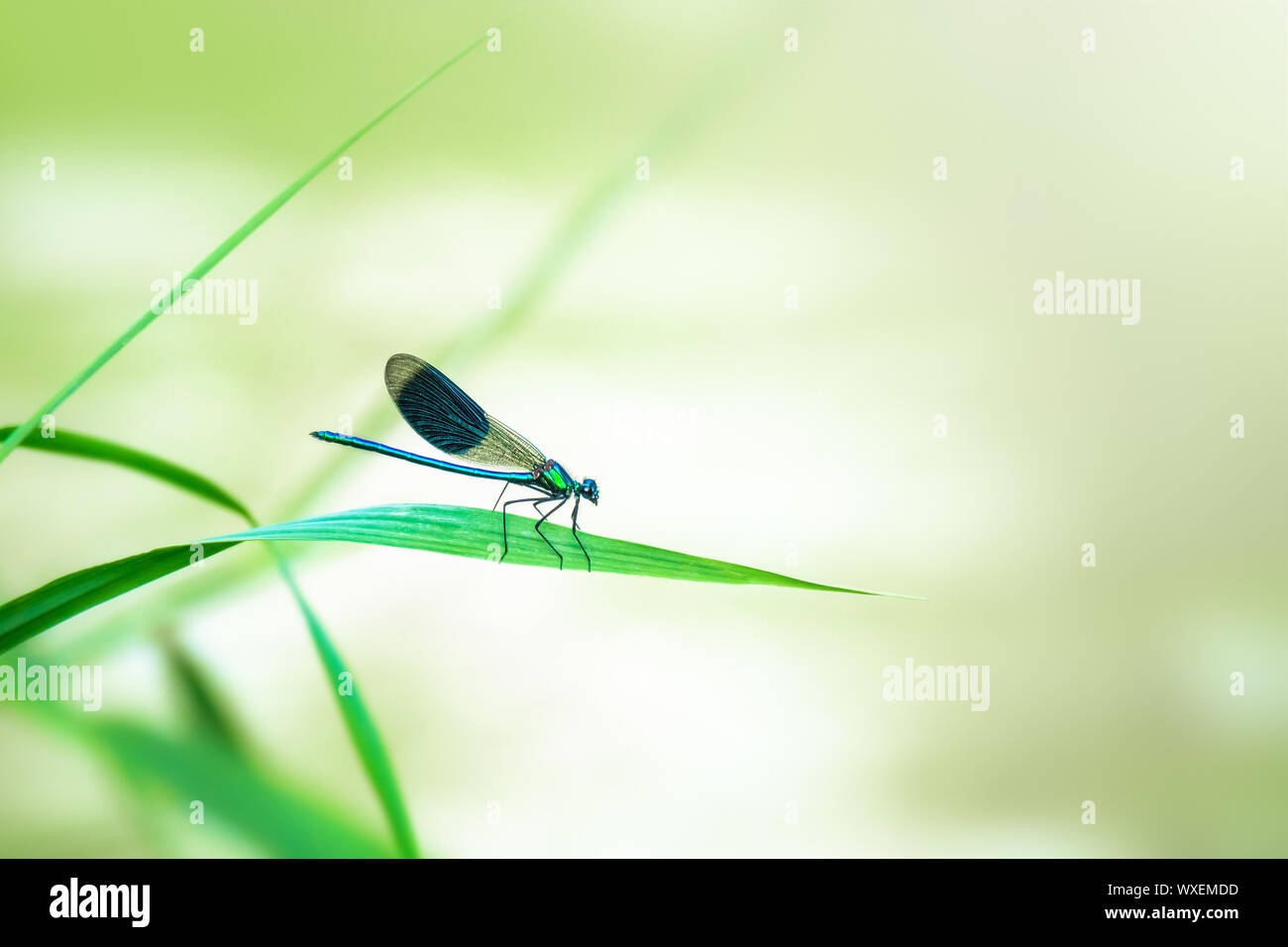 Bellissimo insetto libellula con spazio per i tuoi contenuti Foto Stock