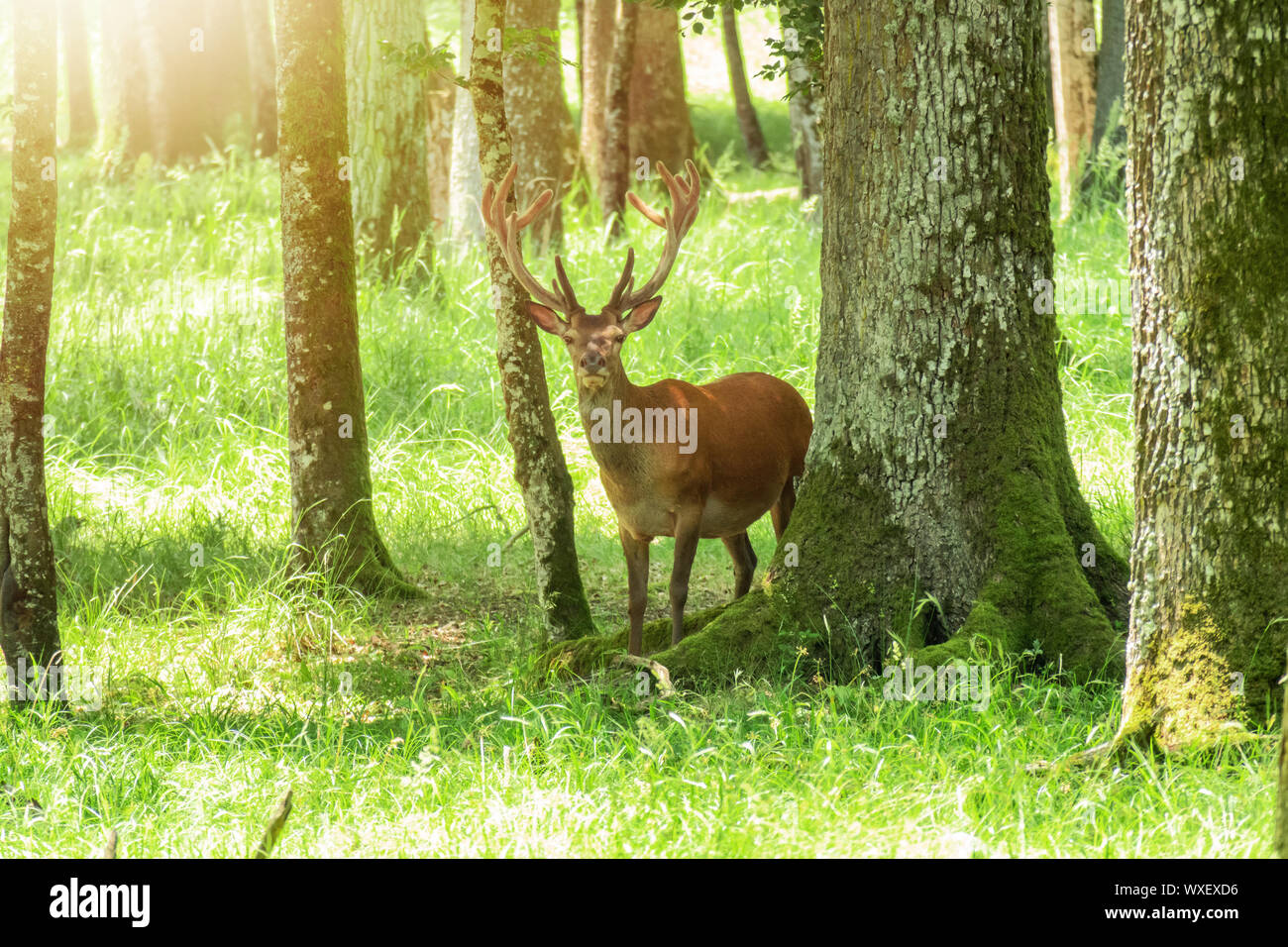 Cervi nella foresta brillante Foto Stock