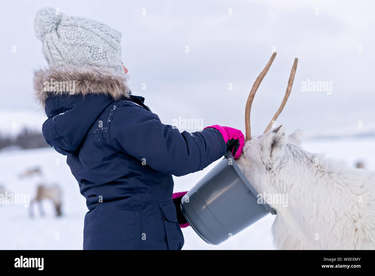Bambina alimentazione di renne in inverno Foto Stock