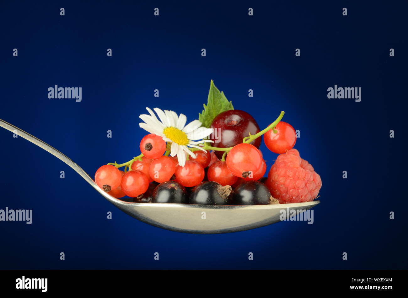 Un grosso cucchiaio pieno di succose bacche selvatiche di ribes rosso Foto Stock