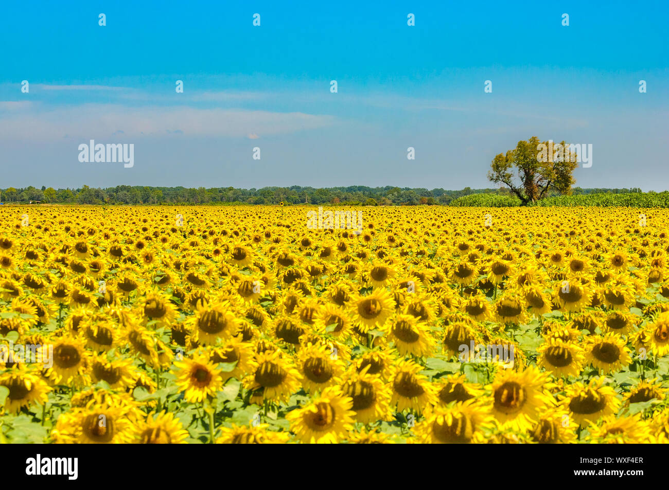 Campo di girasole, Provenza, Francia, shallow focus Foto Stock