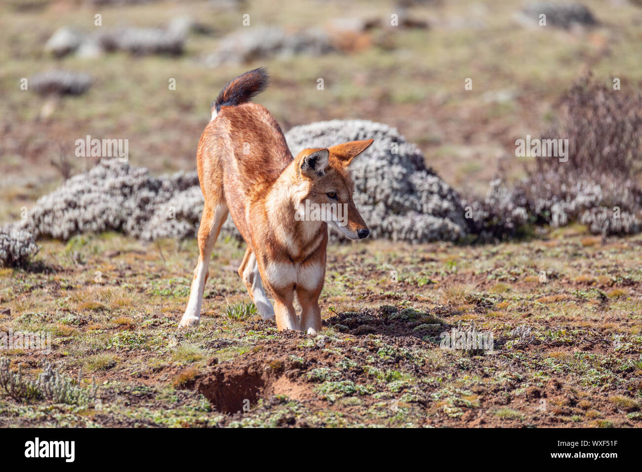 Lupo etiope, Canis simensis, Etiopia Foto Stock