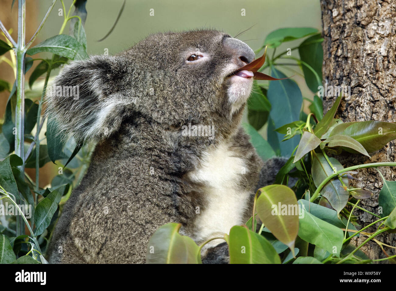 Il Koala - Phascolarctos cinereus Foto Stock