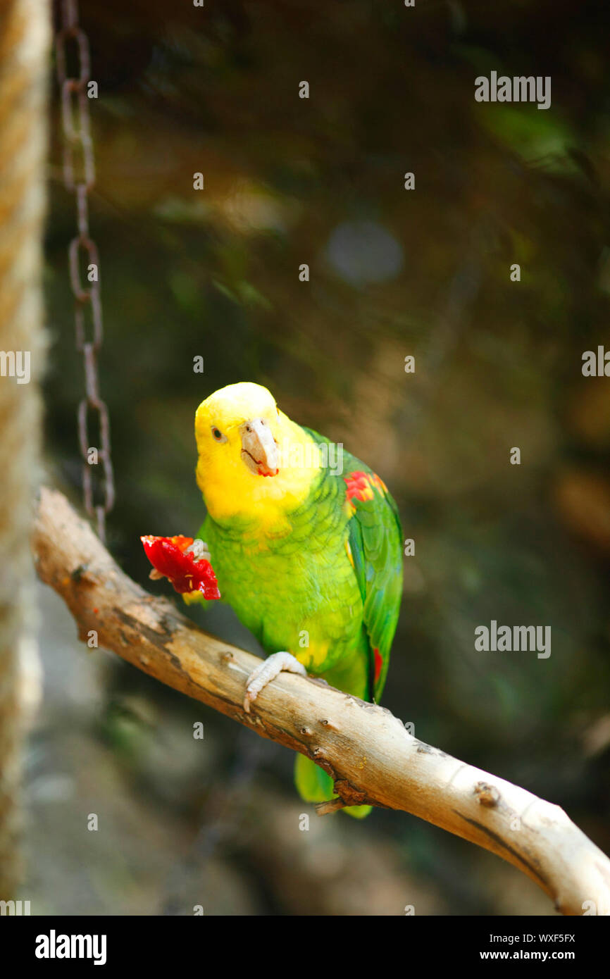 Giallo-naped Amazon pappagallo a mangiare cibo Foto Stock