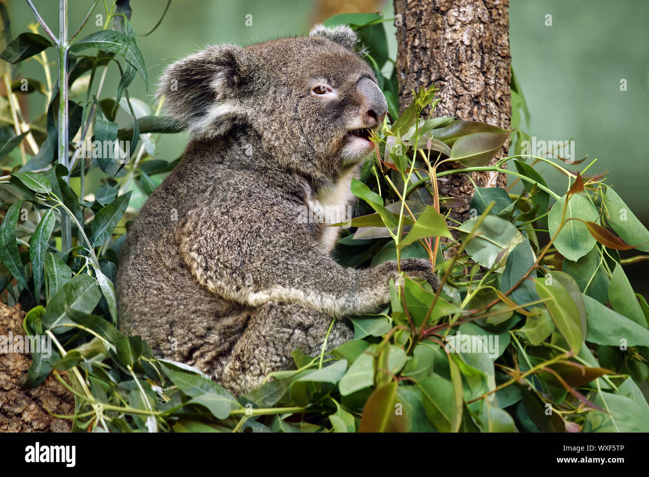 Il Koala - Phascolarctos cinereus Foto Stock
