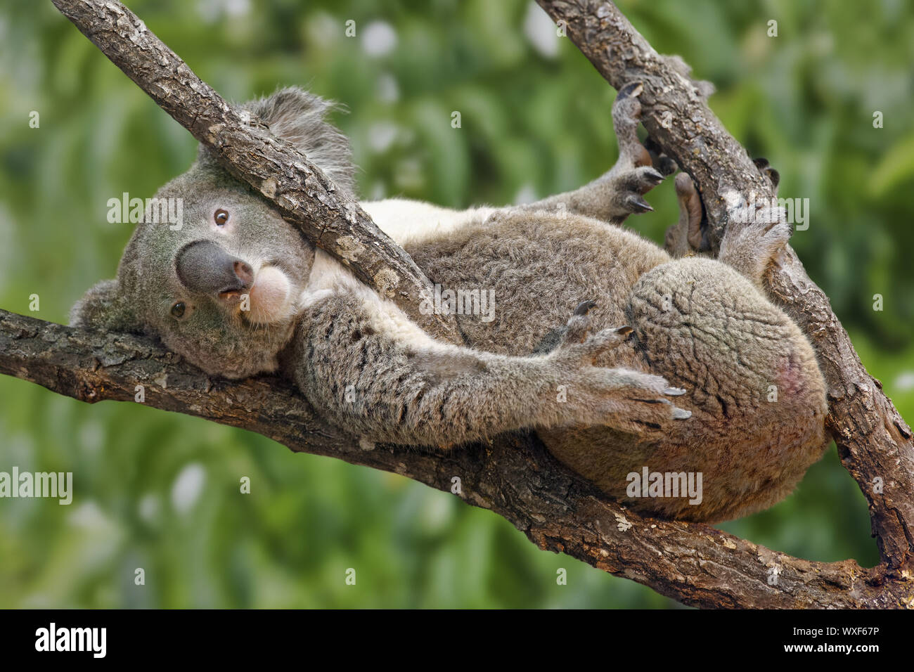 Il Koala - Phascolarctos cinereus Foto Stock