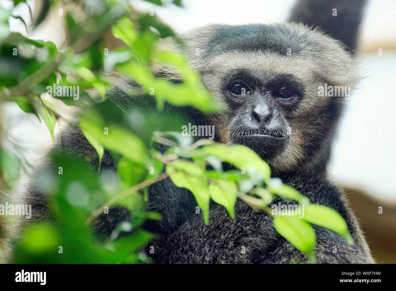 Pileated gibbone - Hylobates pileatus Foto Stock