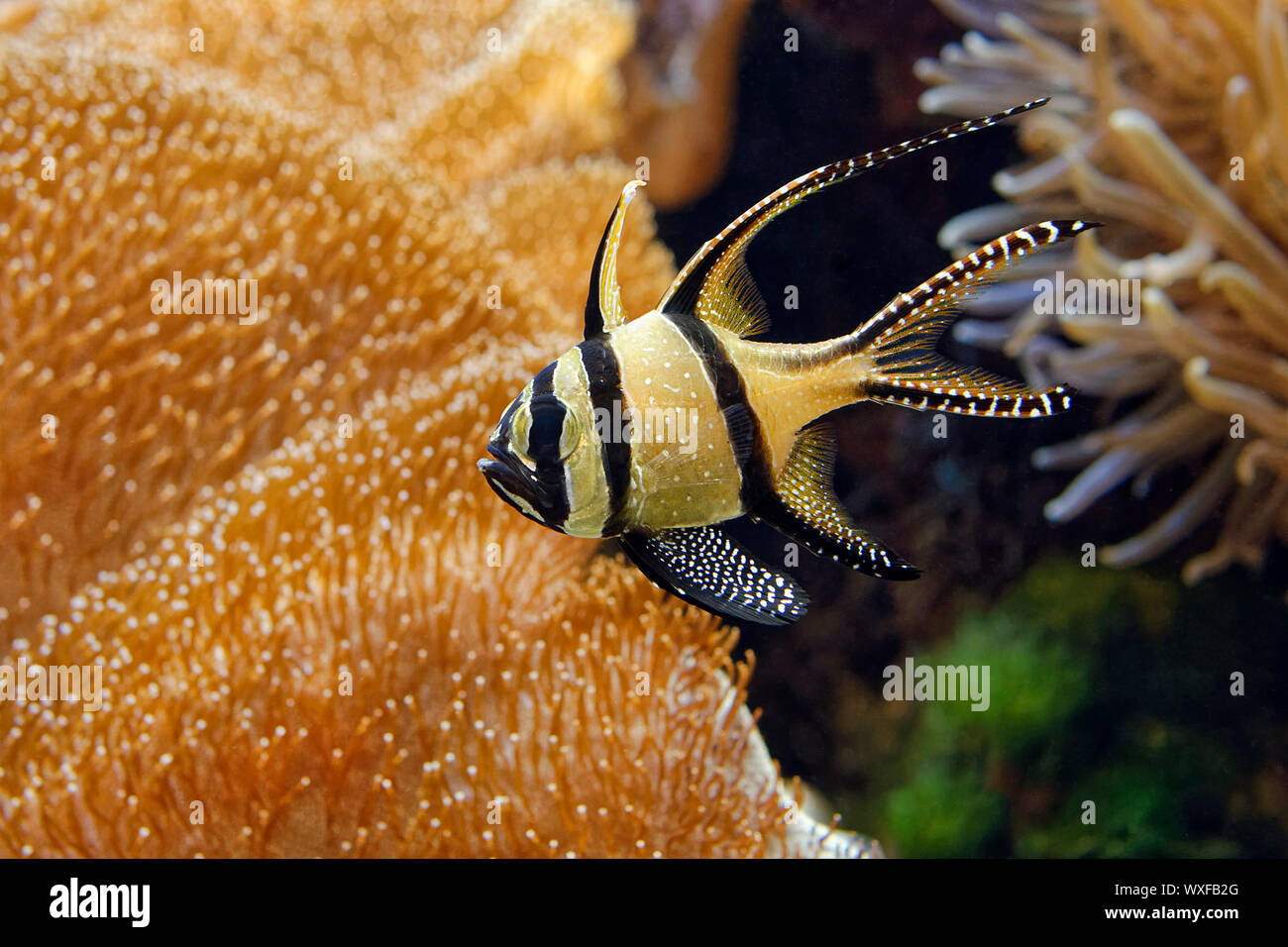 Banggai cardinalfish - Pterapogon kauderni Foto Stock