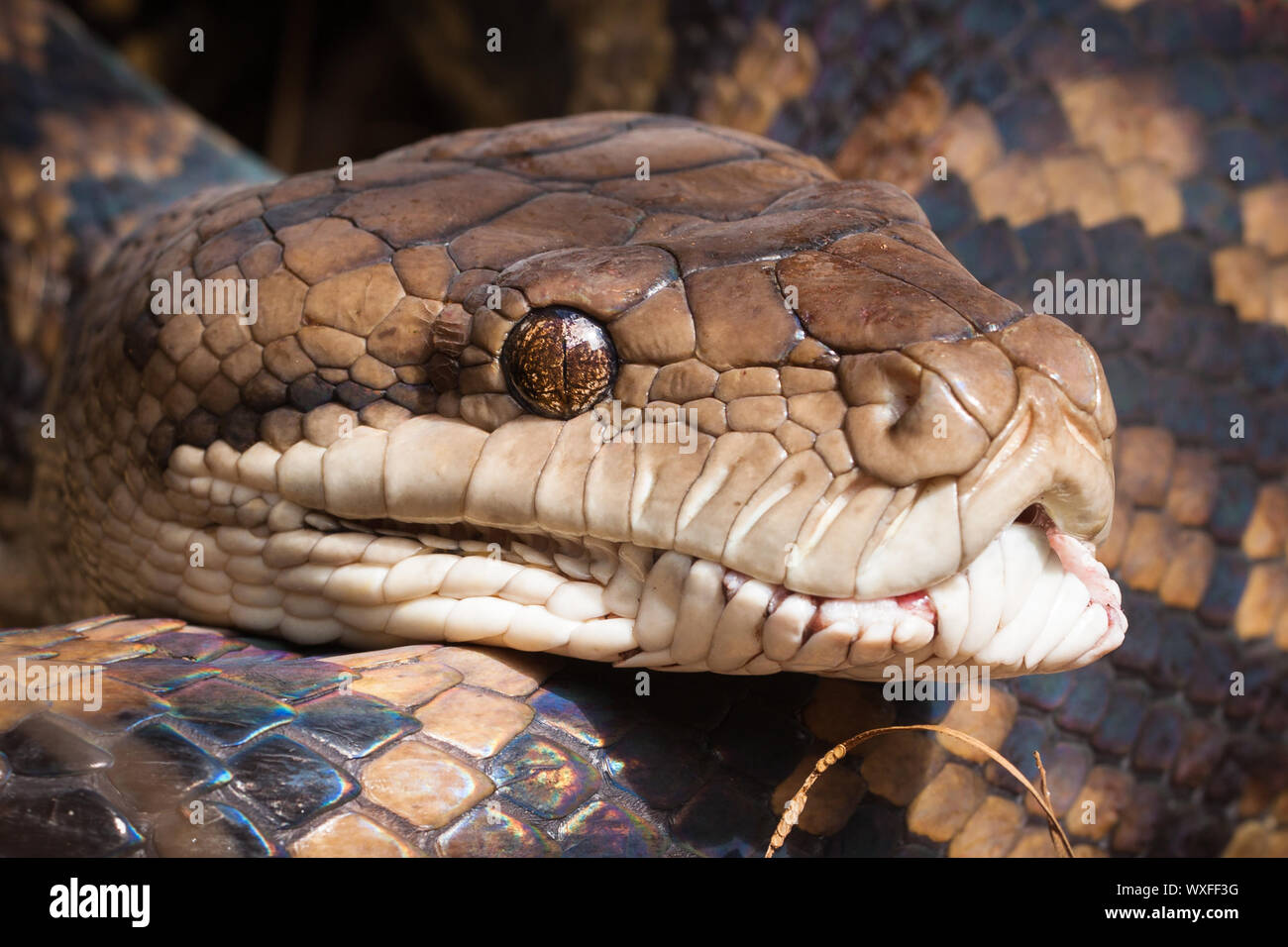 Inquadratura ravvicinata di un tappeto di python, Queensland, Australia Foto Stock
