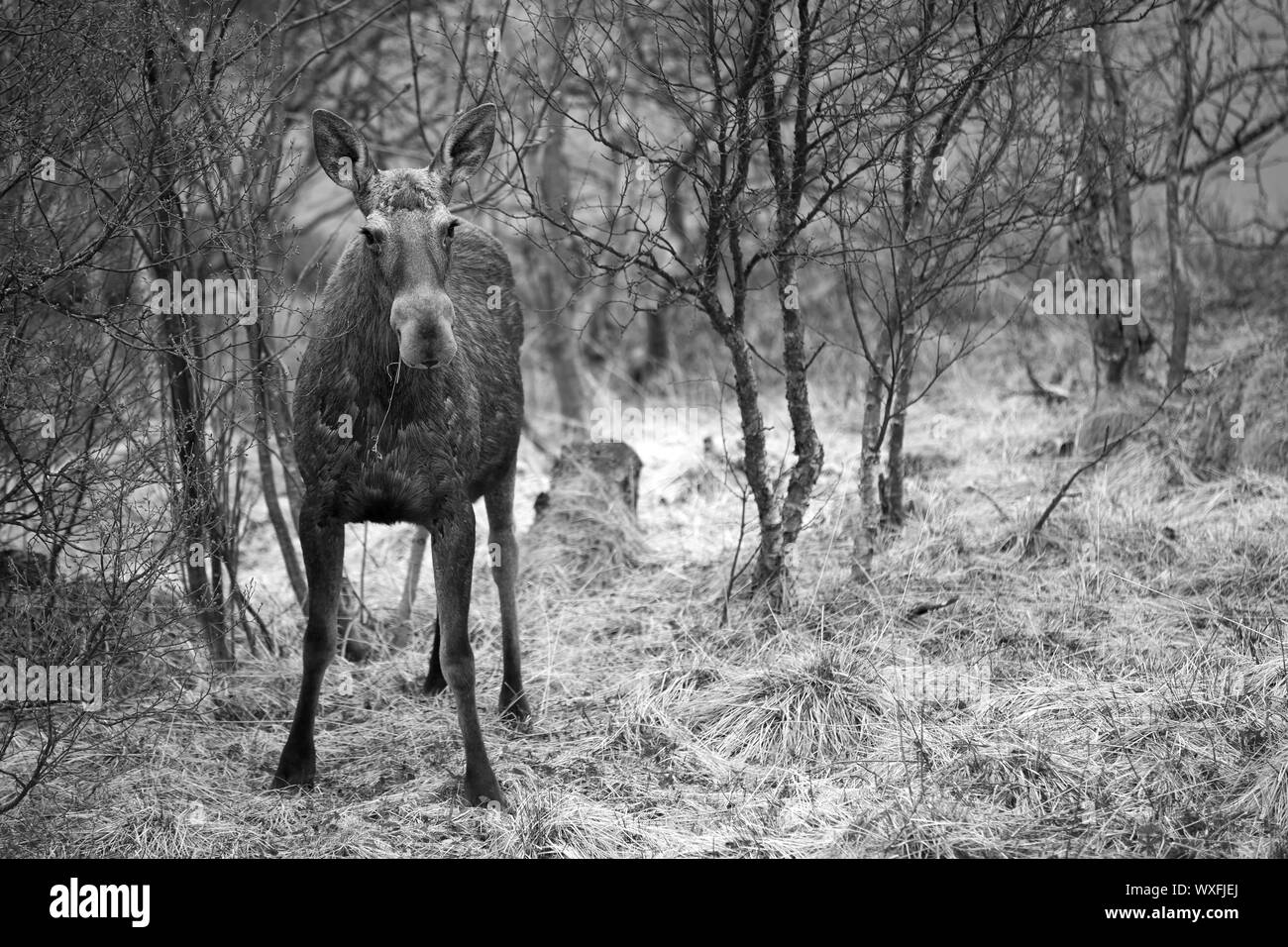 Un selvaggio alci in una foresta norvegese Foto Stock