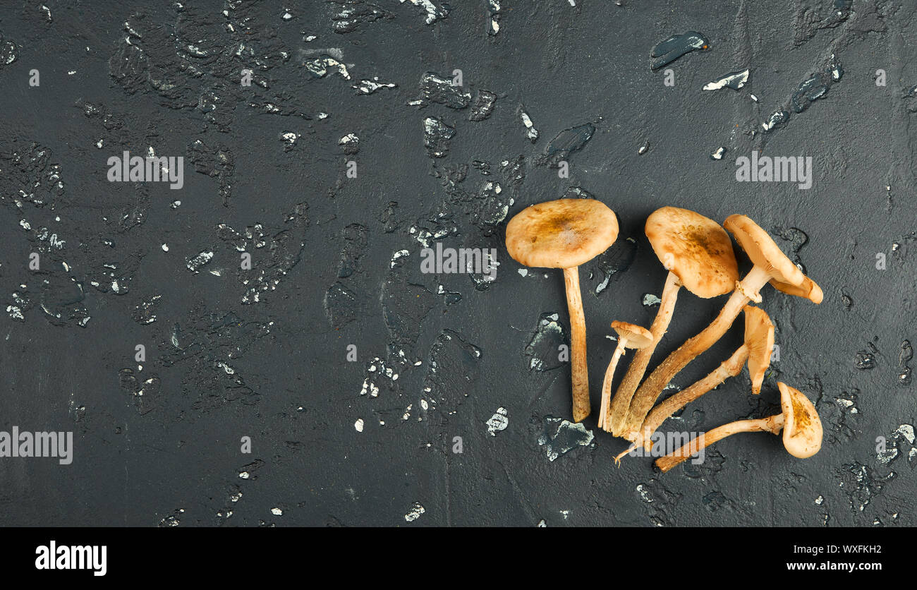 I funghi freschi con le spezie e le erbe sul bordo nero. Vista da sopra. Copia dello spazio. Foto Stock