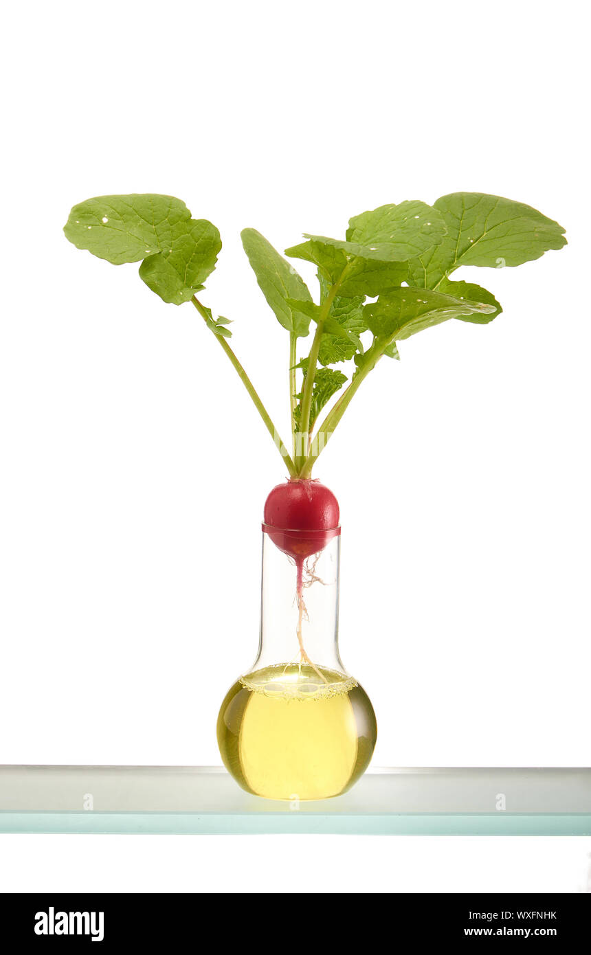 Il ravanello in una provetta di test isolato su un background. Artificialmente le piante coltivate. Foto Stock