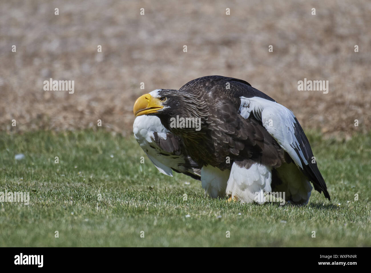 Giant sea eagle Foto Stock