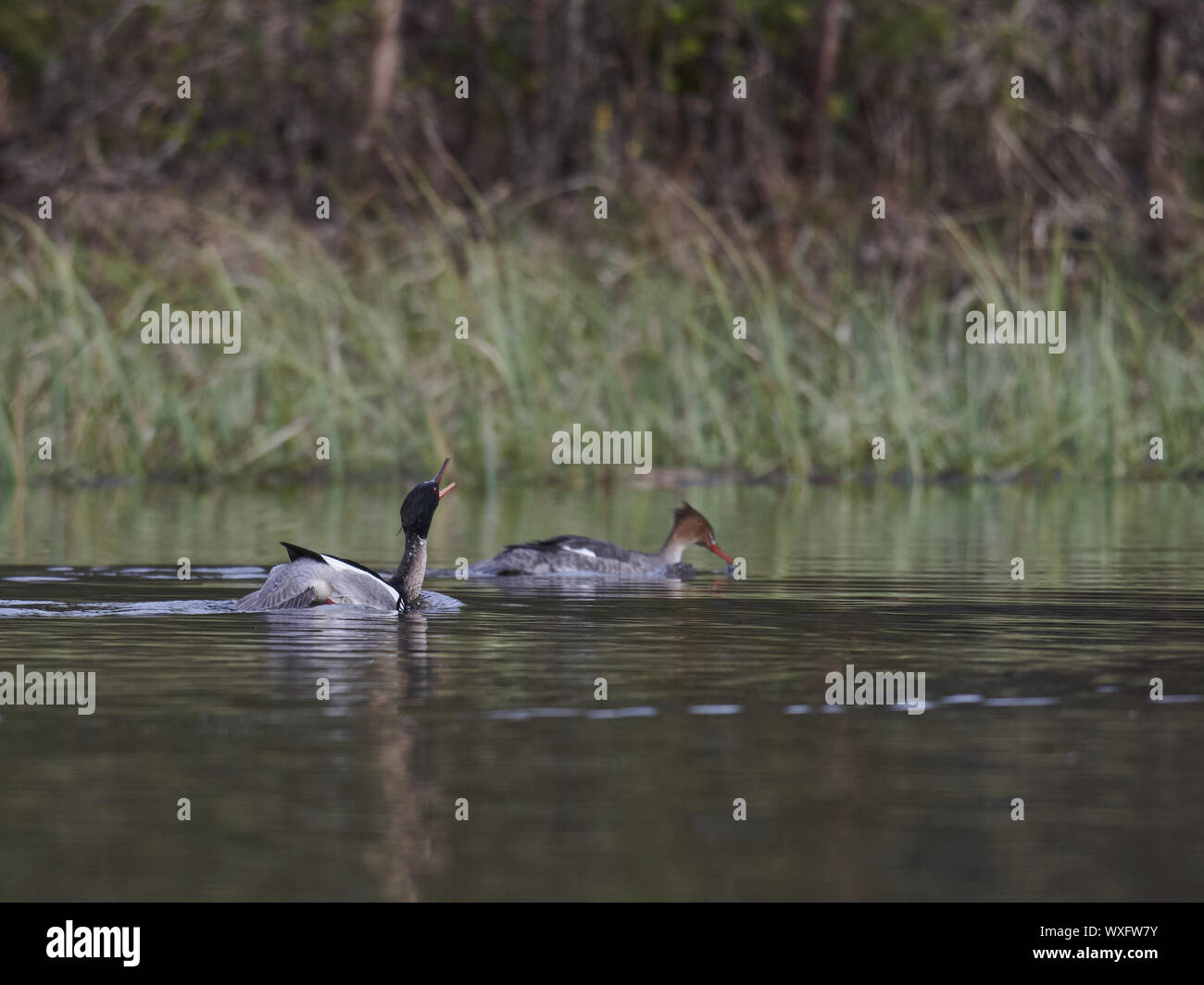 Red-breasted merganser Foto Stock