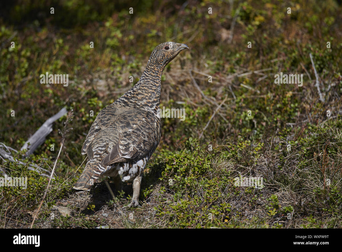 Gallo cedrone Foto Stock