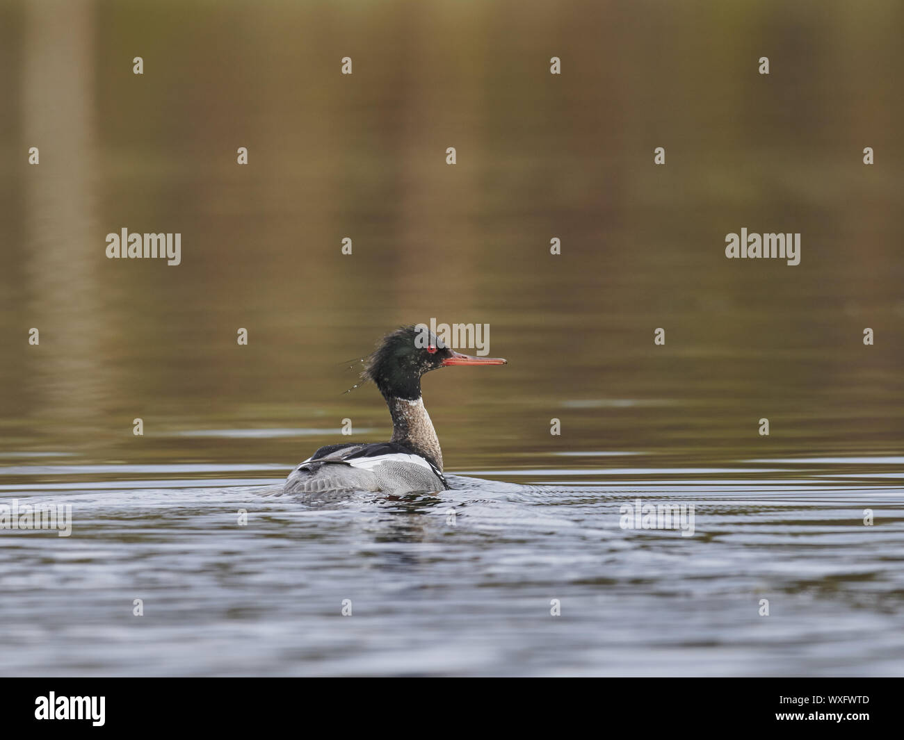 Red-breasted merganser Foto Stock