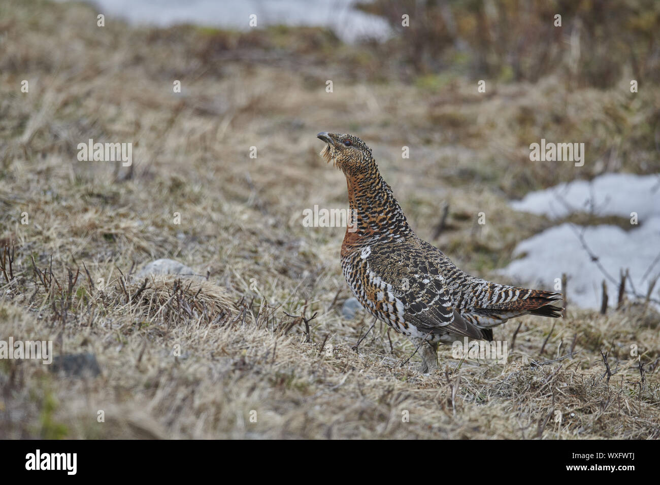 Gallo cedrone Foto Stock