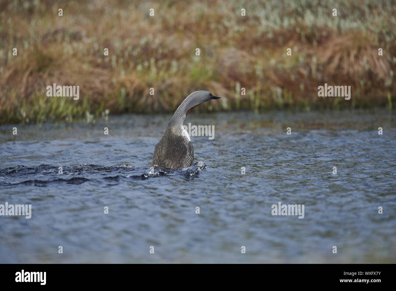 Rosso-throated svasso Foto Stock