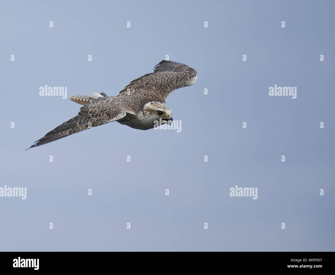 Falco rusticolus Foto Stock