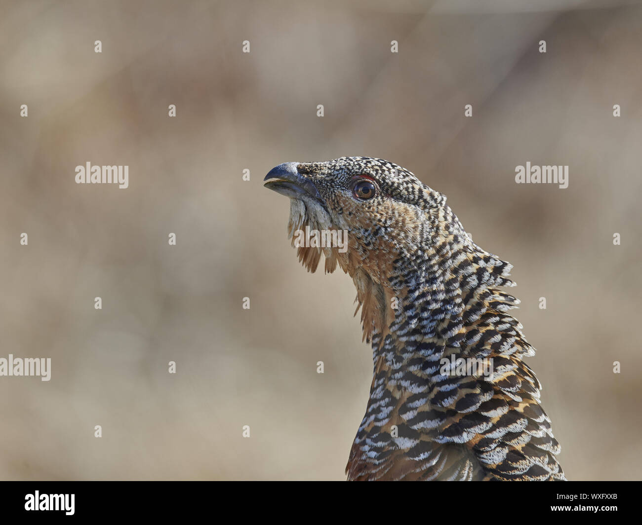 Gallo cedrone Foto Stock