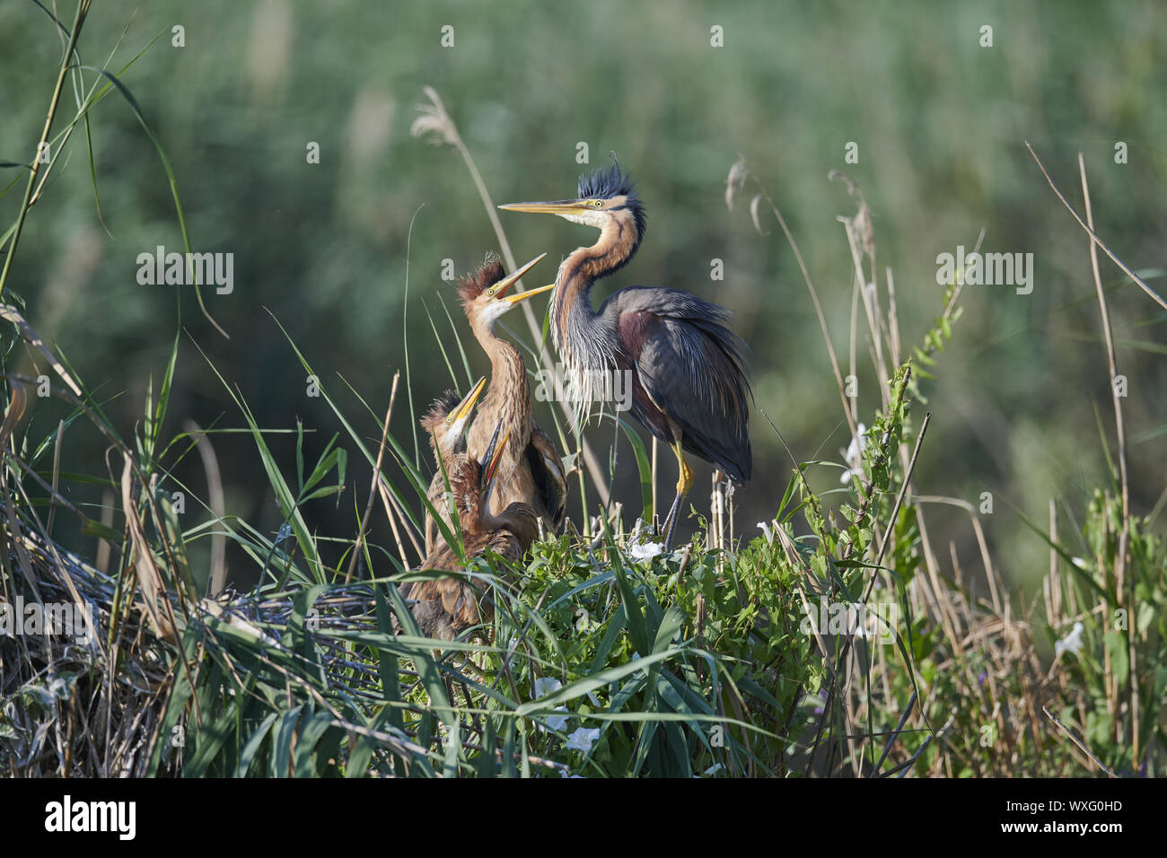 Airone rosso Foto Stock