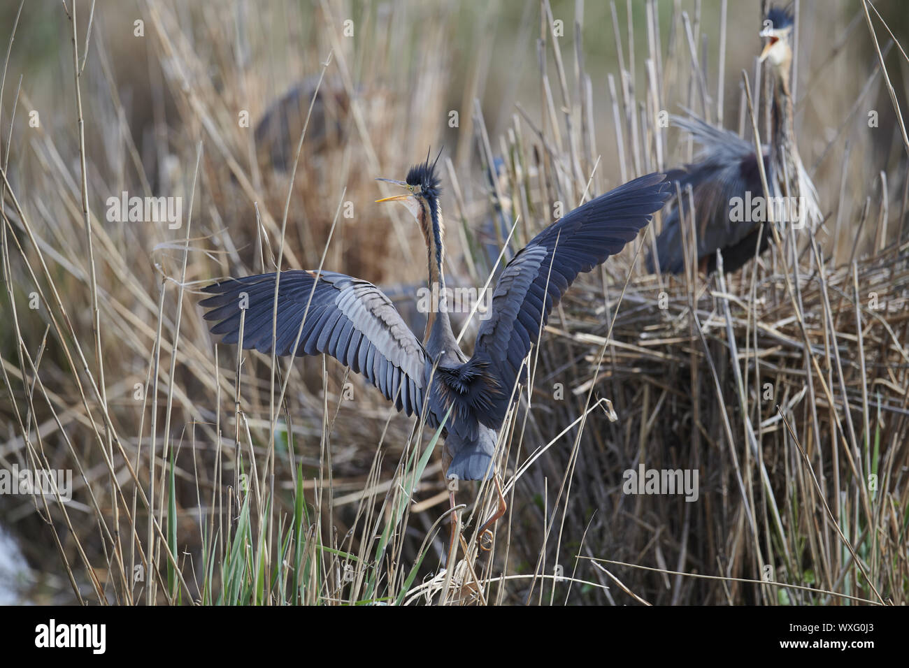 Airone rosso Foto Stock