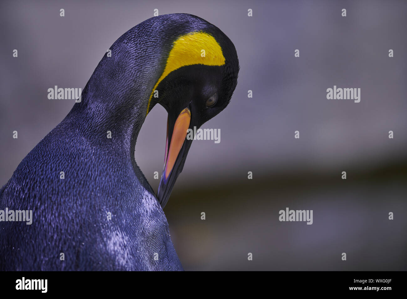 pinguino imperatore Foto Stock