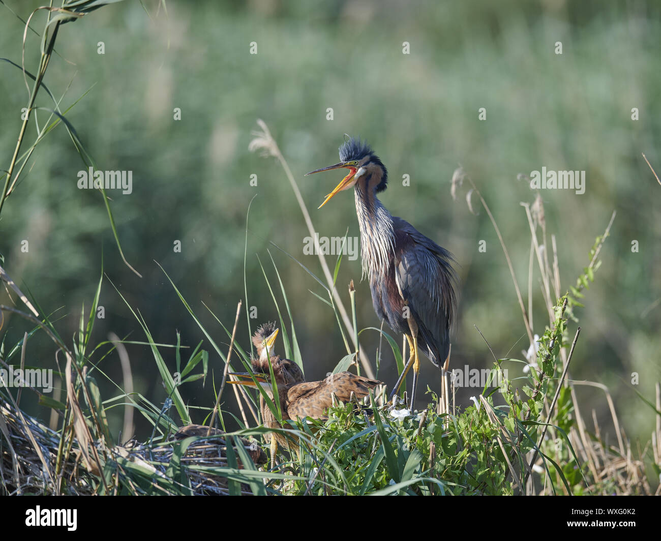 Airone rosso Foto Stock