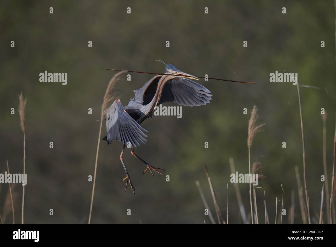 Airone rosso Foto Stock