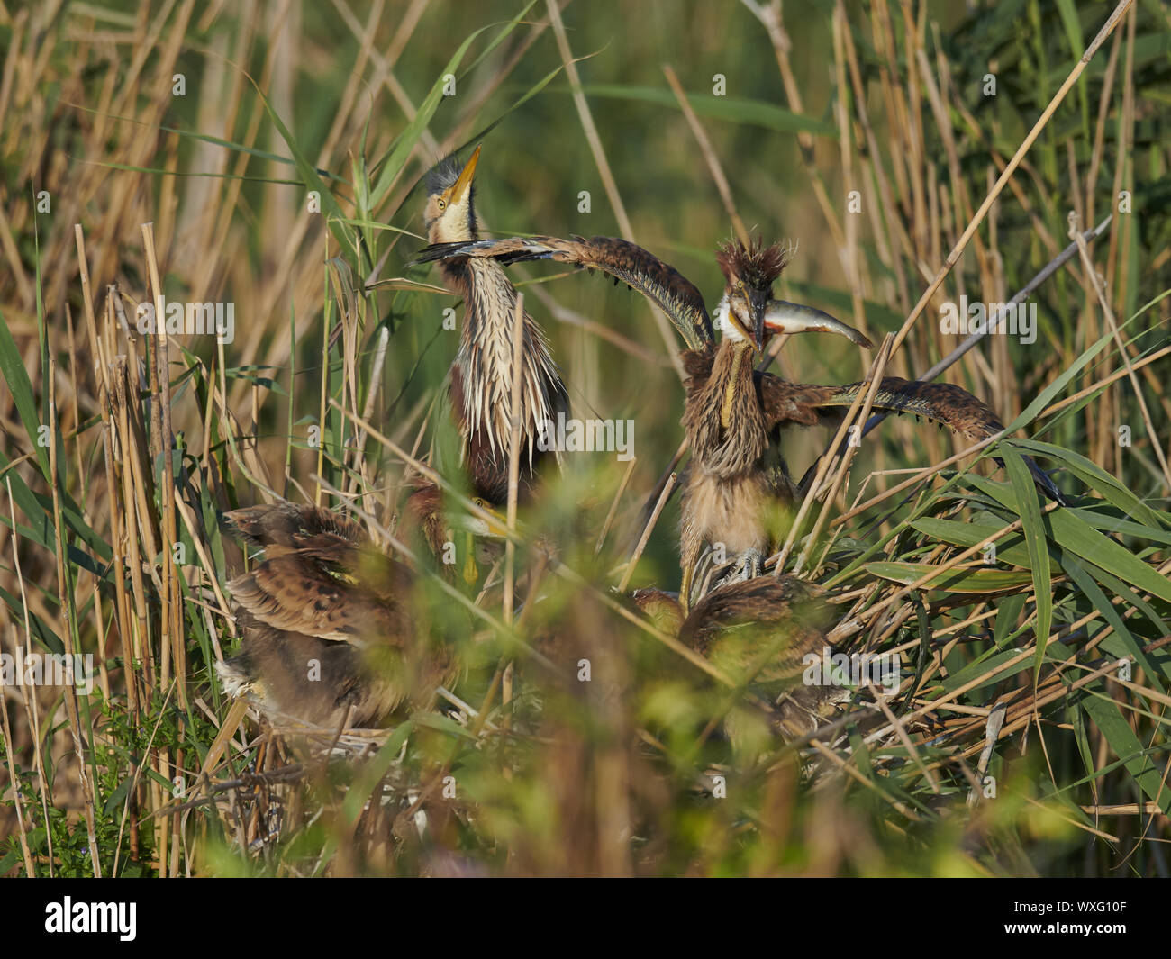 Airone rosso Foto Stock