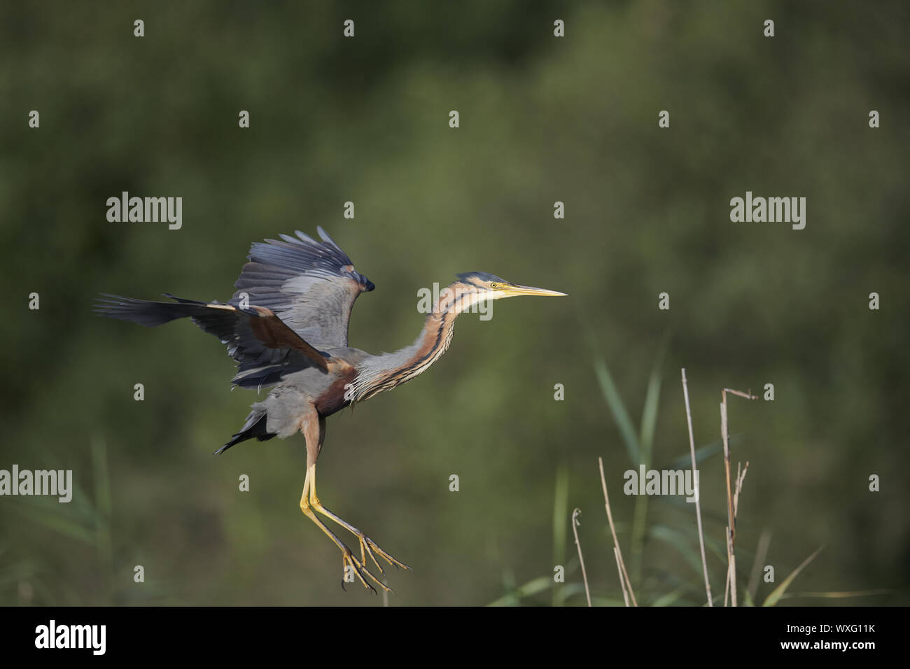 Airone rosso Foto Stock