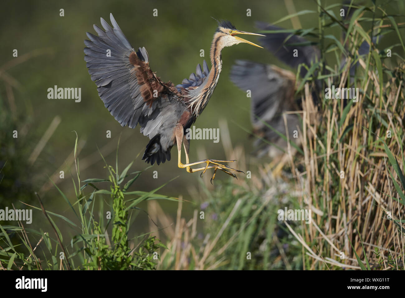 Airone rosso Foto Stock