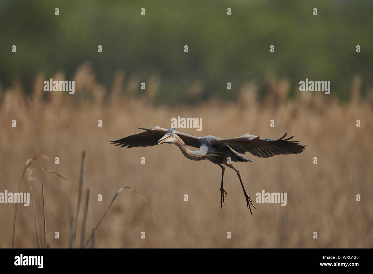 Airone rosso Foto Stock