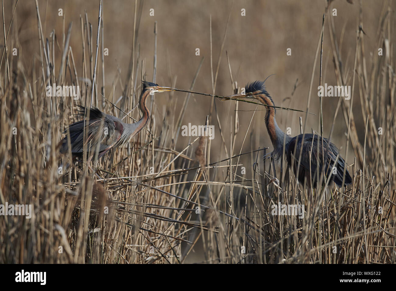 Airone rosso Foto Stock