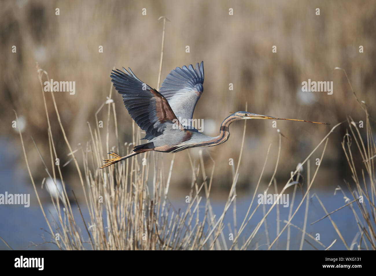 Airone rosso Foto Stock