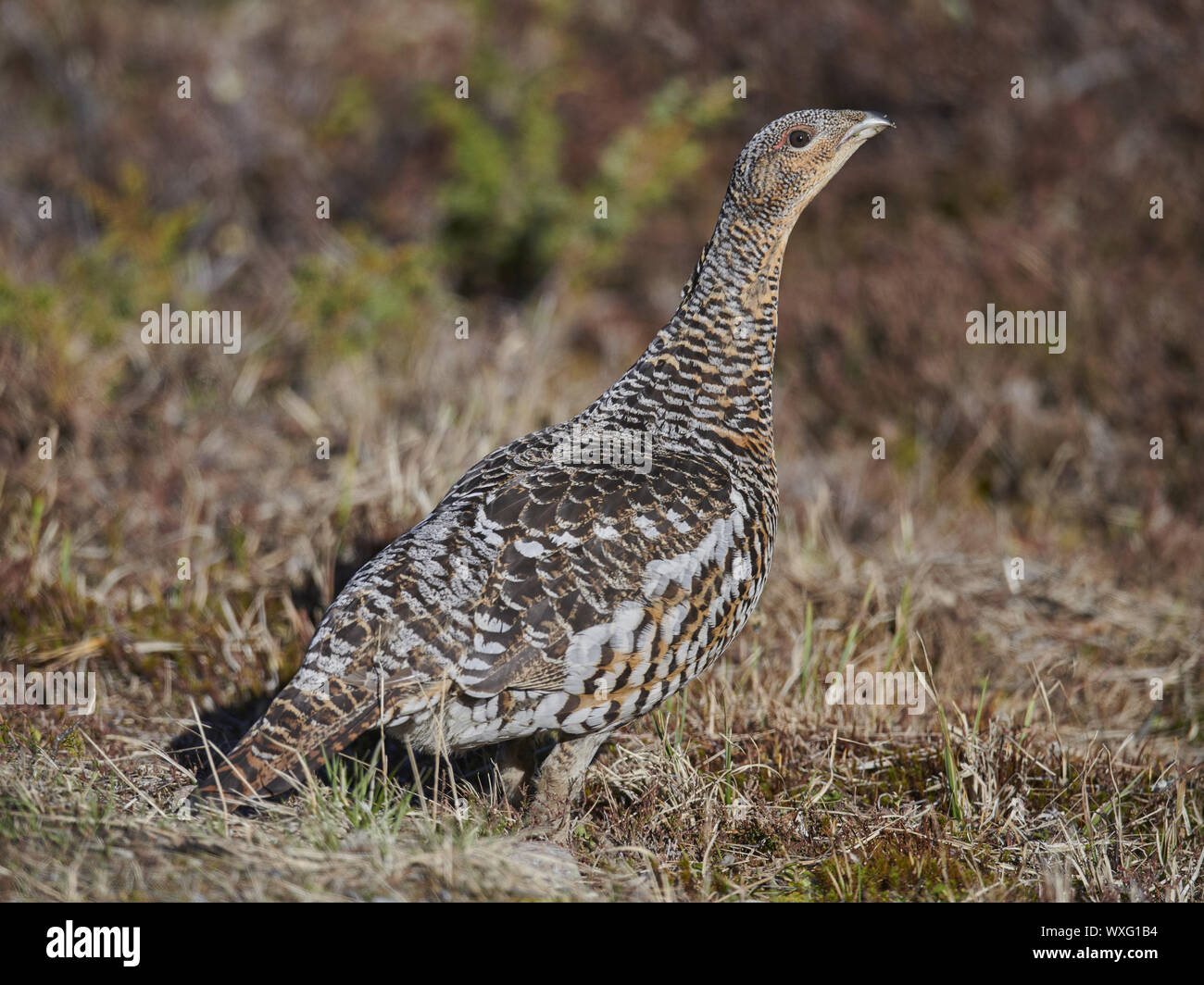 Gallo cedrone Foto Stock